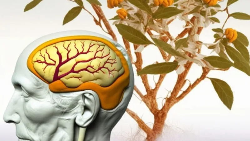 Ашвагандха показывает потенциал для лечения болезни Альцгеймера's.