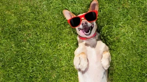 Reduzindo o stress e a ansiedade nos cães! Nova investigação sobre os benefícios do extracto de raiz de Ashwagandha